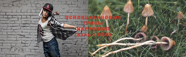 прущие грибы Горно-Алтайск